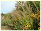 PAMPAS GRASS AT LADY FARM. How is it that other photographers make this sort of picture look good?