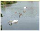 THE LAKE AND A FAMILY OF SWANS AT LADY FARM.