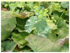 RAINDROPS ON LEAVES. This is the type of photograph that always looks good when someone else takes it!!