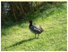 THE MOORHEN. Why do they always look away just as you press the shutter button?